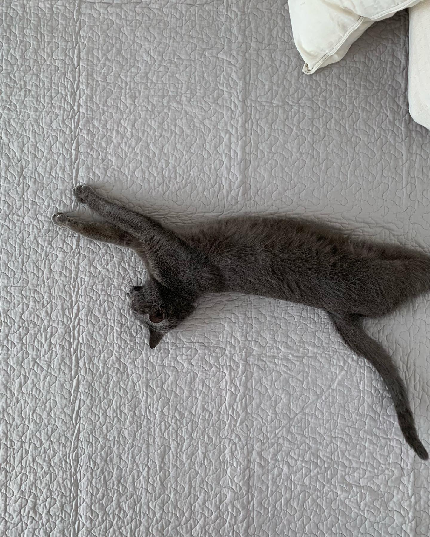 SE-4491-Little Rooms select-イブル × ふわもちセット| cloud ふっくらタイプ