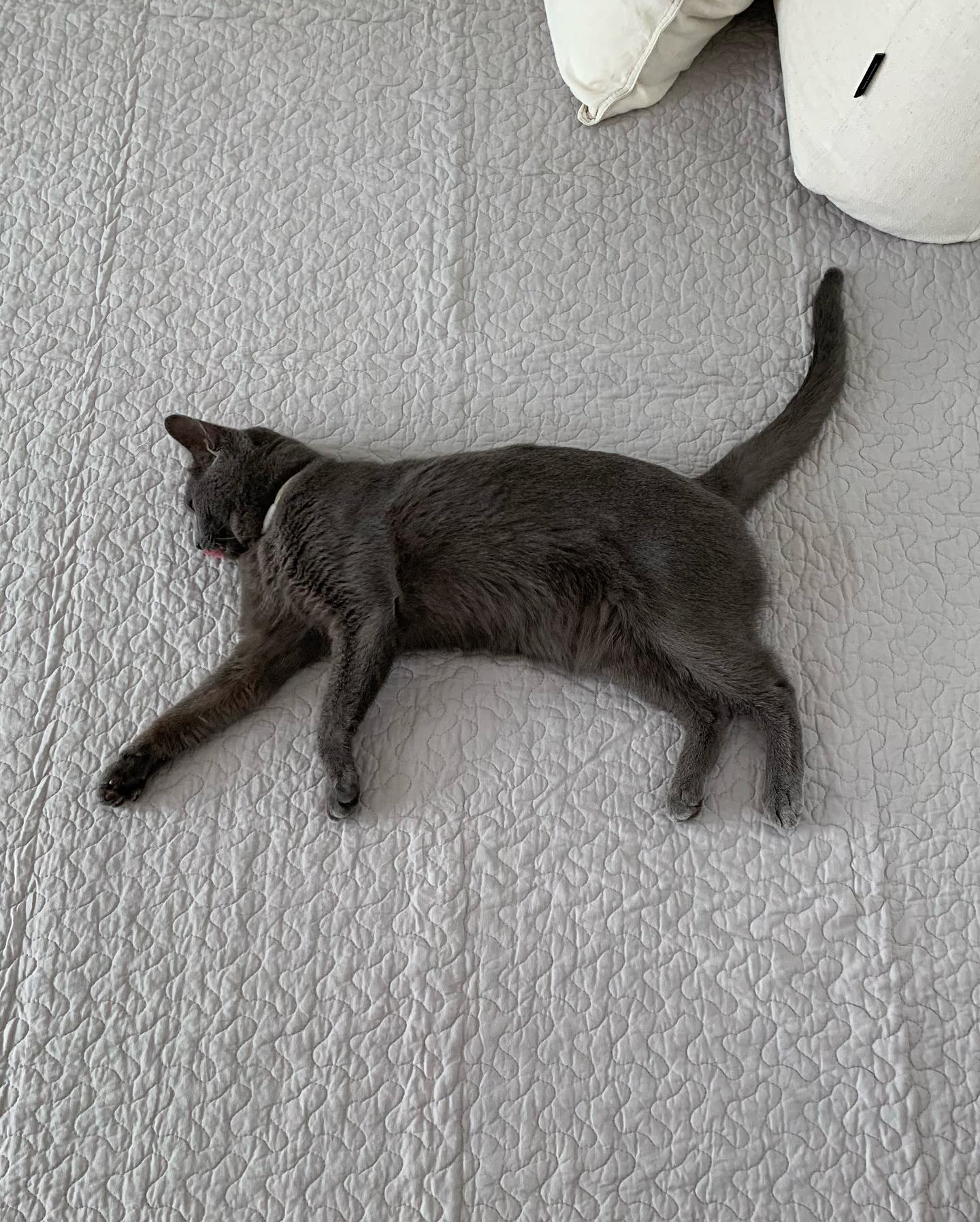 SE-4491-Little Rooms select-イブル × ふわもちセット| cloud ふっくらタイプ