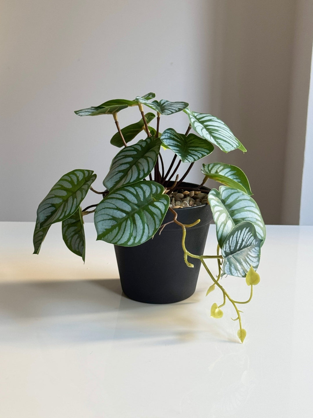 フェイクグリーン｜スイカペペロミア 観葉植物 人工 枯れない 鉢付き