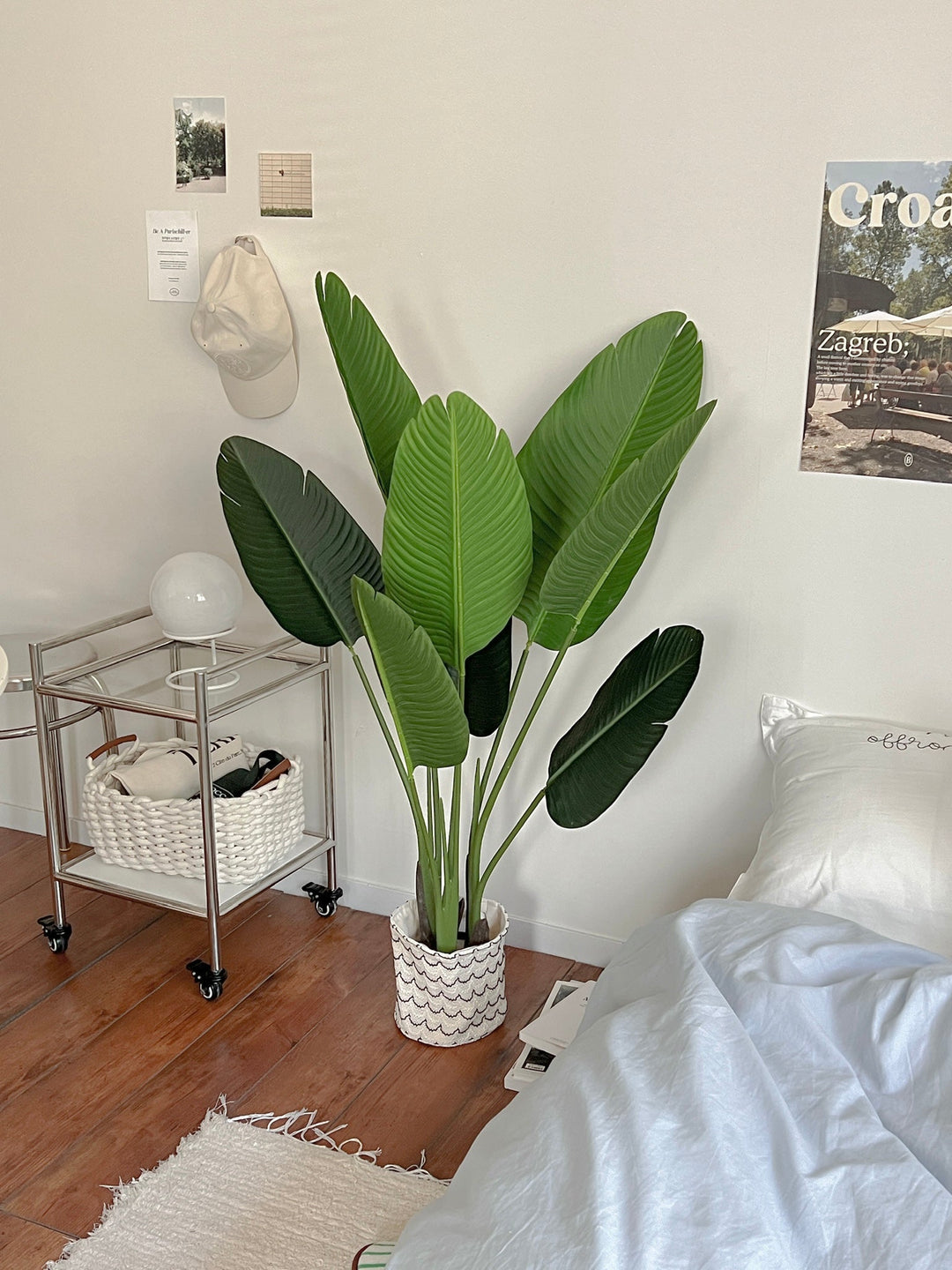 タビビトノキ 13 タビビトノキ 青い種 旅人の木 バラ13 タビビトノキ