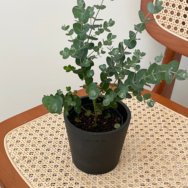 BR-1994-AND PLANTS-観葉植物 ユーカリ・グニー
