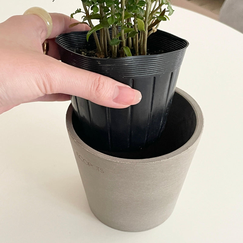 BR-1994-AND PLANTS-観葉植物 ユーカリ・グニー