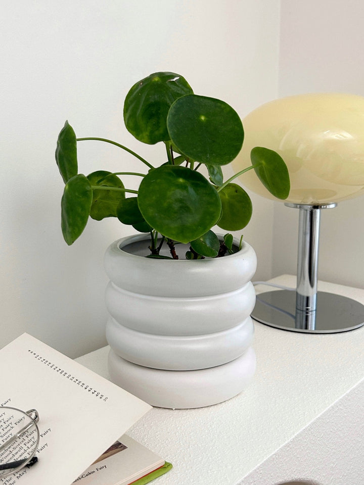 Willing plant 鉢(受け皿付き) Willing plant 鉢(受け皿付き)